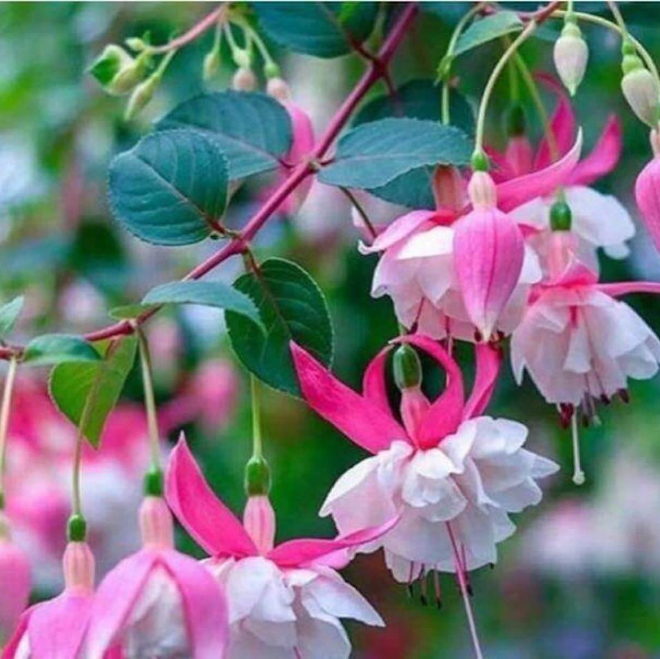 White Pink Fuchsia Seeds