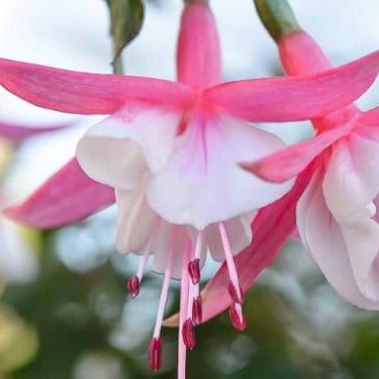 White Pink Fuchsia Seeds