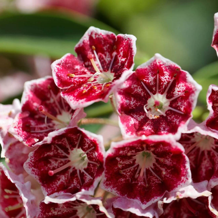 White, Pink & Red Mountain Laurel Seeds - Flower Plant