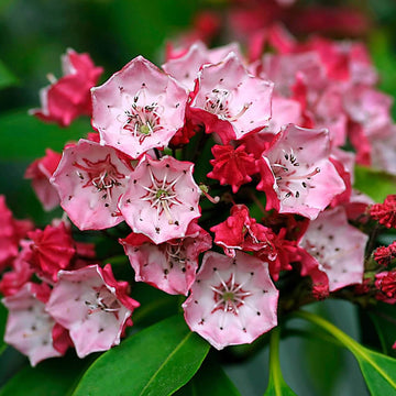White, Pink & Red Mountain Laurel Seeds - Flower Plant