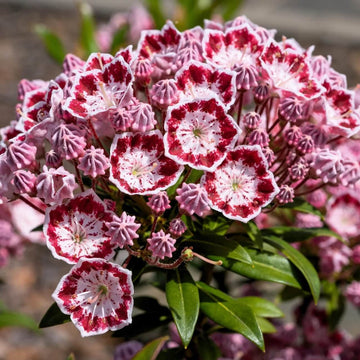 White, Pink & Red Mountain Laurel Seeds - Flower Plant