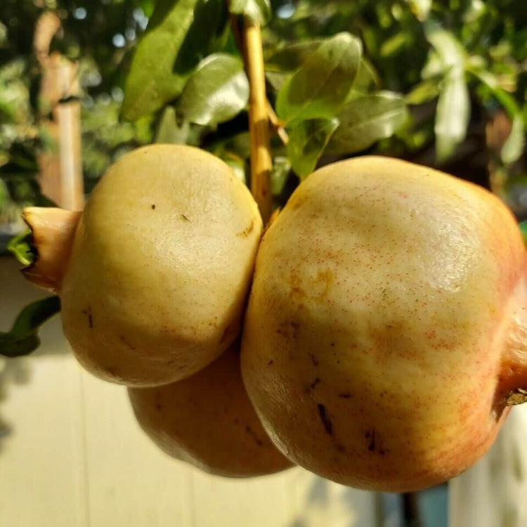 White Pomegranate Seeds