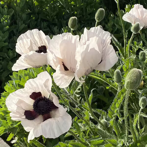 White Poppy Seeds - Flower Plant