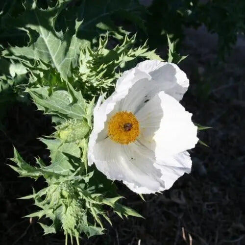 White Poppy Seeds - Flower Plant