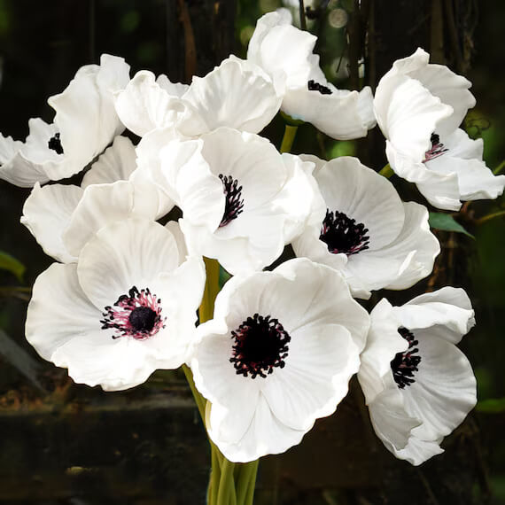 White Poppy Seeds - Flower Plant