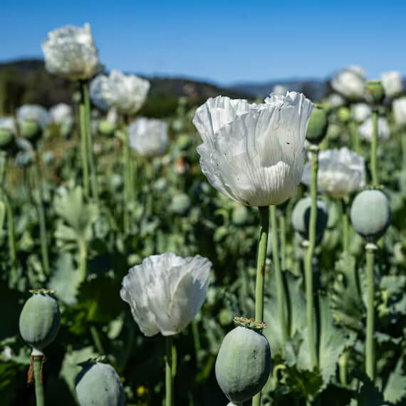 White Poppy Seeds - Flower Plant