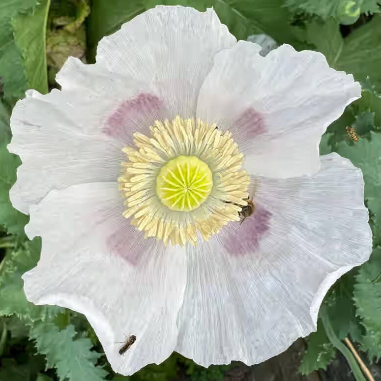 White Poppy Seeds - Flower Plant