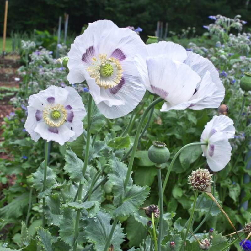 White Poppy Seeds - Flower Plant