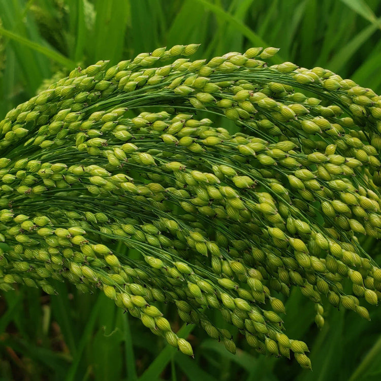White Proso Millet Seeds