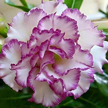 White Purple Adenium Seeds
