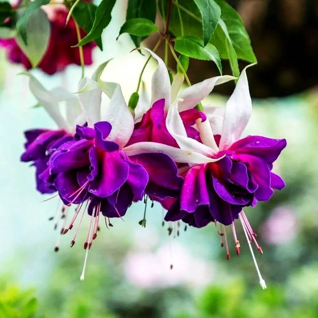 White Purple Fuchsia Seeds 
