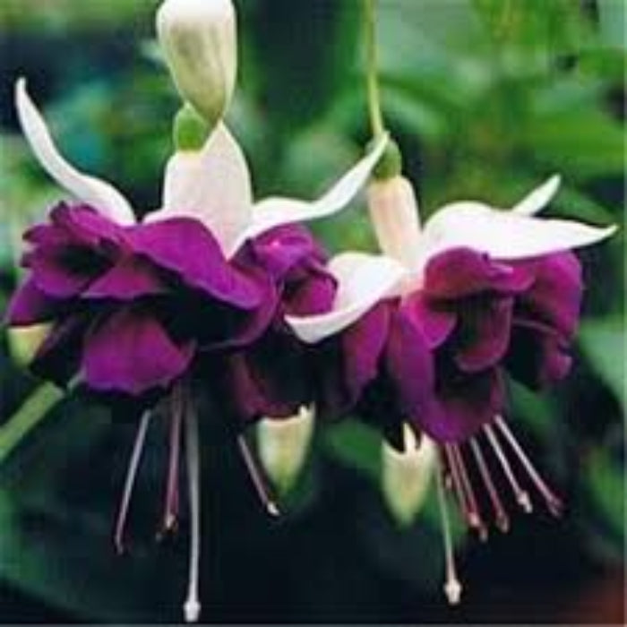 White Purple Fuchsia Seeds 1