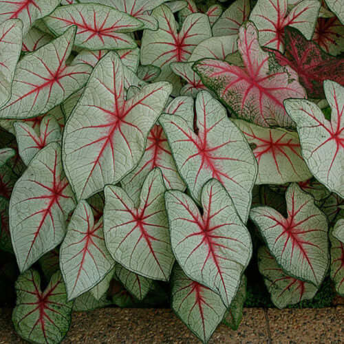 White Queen Caladium Seeds