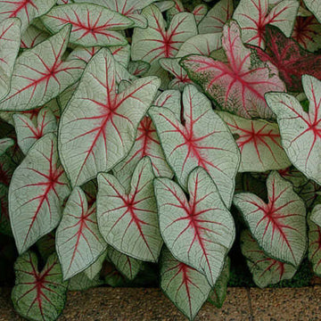 White Queen Caladium Seeds