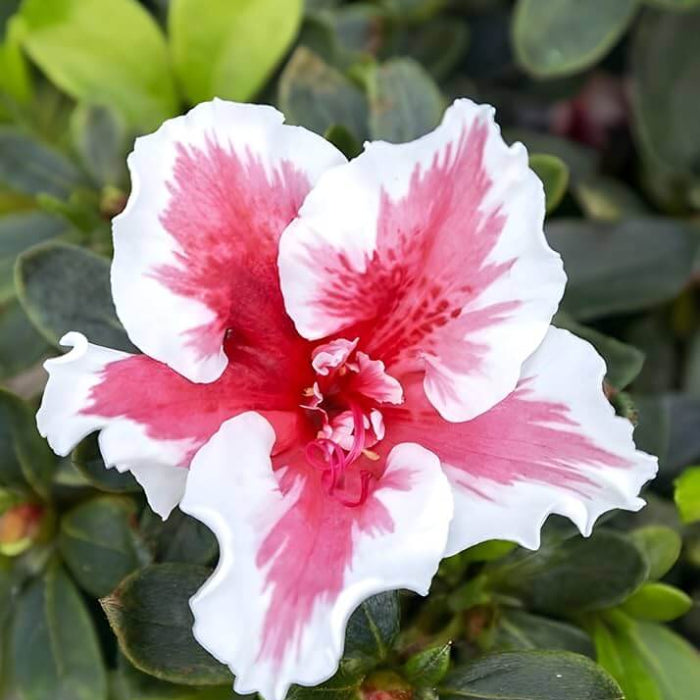 White Red Azalea Seeds 