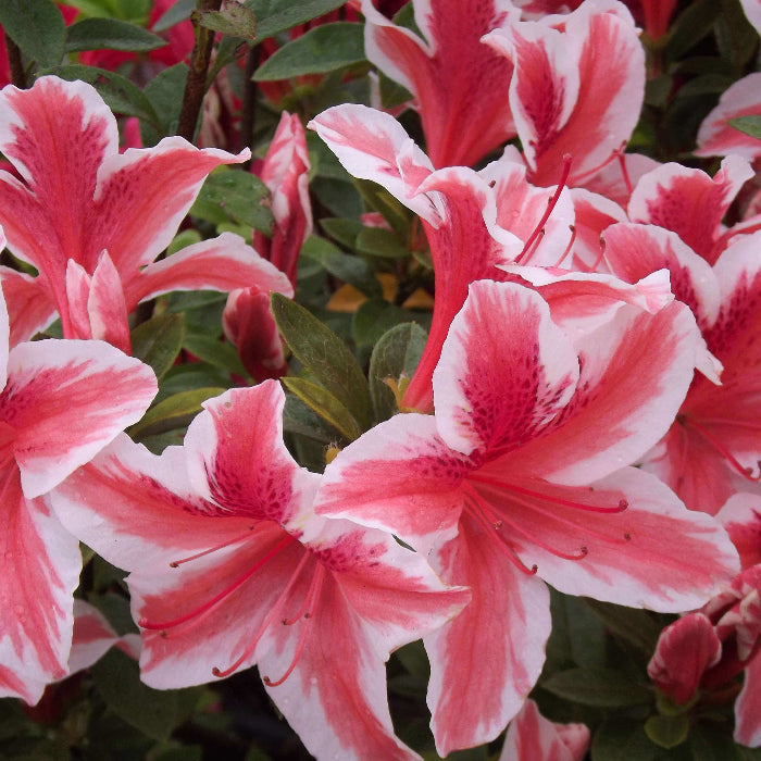 White Red Azalea Seeds 