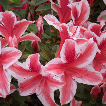 White Red Azalea Seeds 