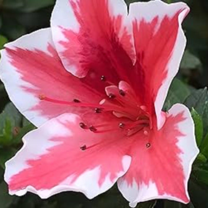 White Red Azalea Seeds 