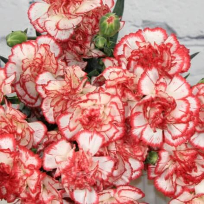 White Red Carnation Seeds