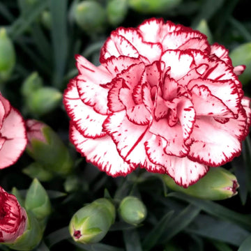 White Red Carnation Seeds