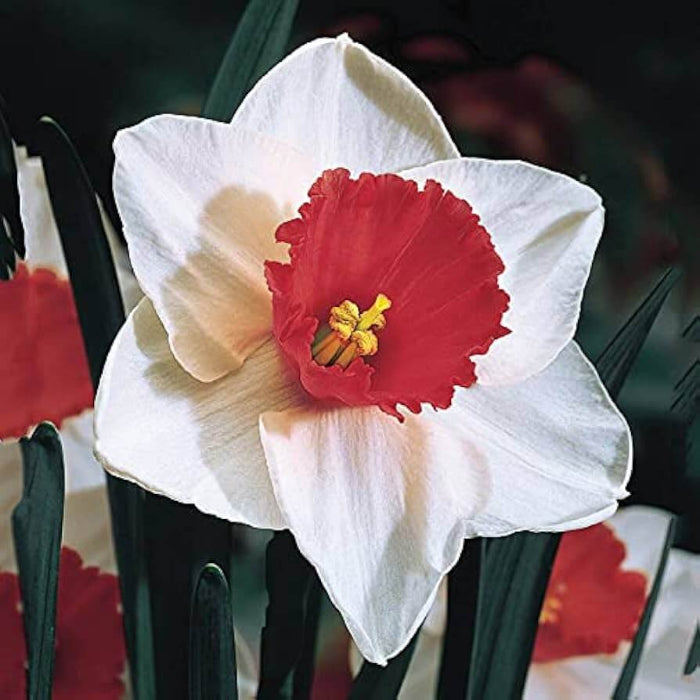 White & Red Double Daffodil Seeds