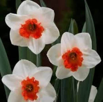 White & Red Double Daffodil Seeds