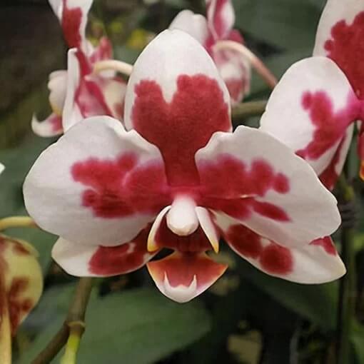 White Red Phalaenopsis Orchid Seeds