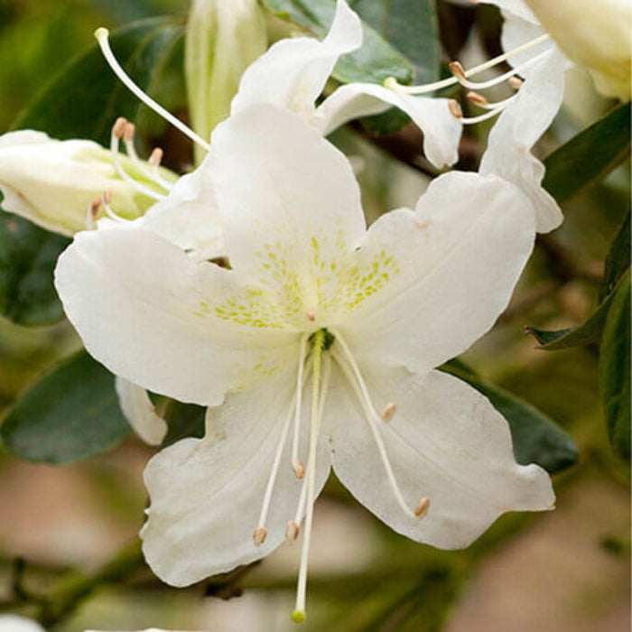 White Rhododendron Azalea Seeds 