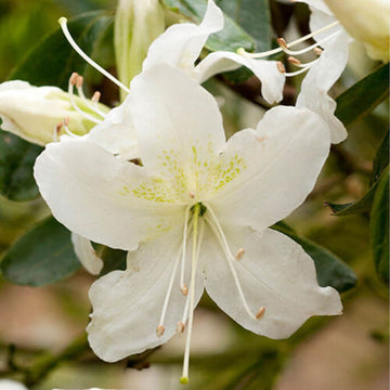 White Rhododendron Azalea Seeds 
