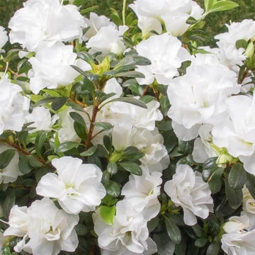 White Rhododendron Azalea Seeds 