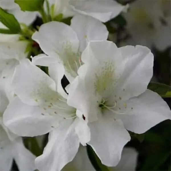 White Rhododendron Azalea Seeds 
