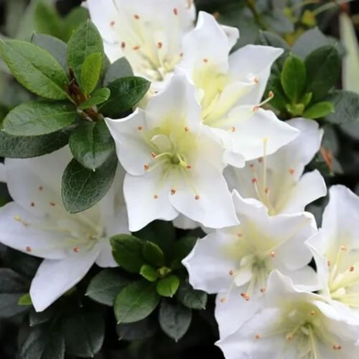 White Rhododendron Azalea Seeds 