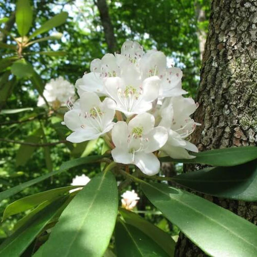 White Rhododendron Seeds - Flower Plant
