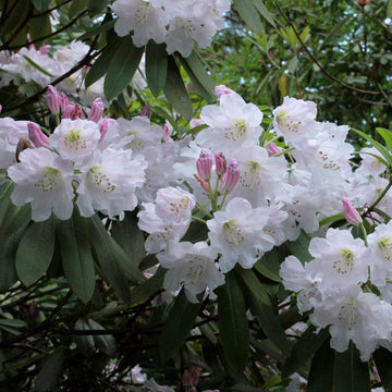 White Rhododendron Seeds - Flower Plant