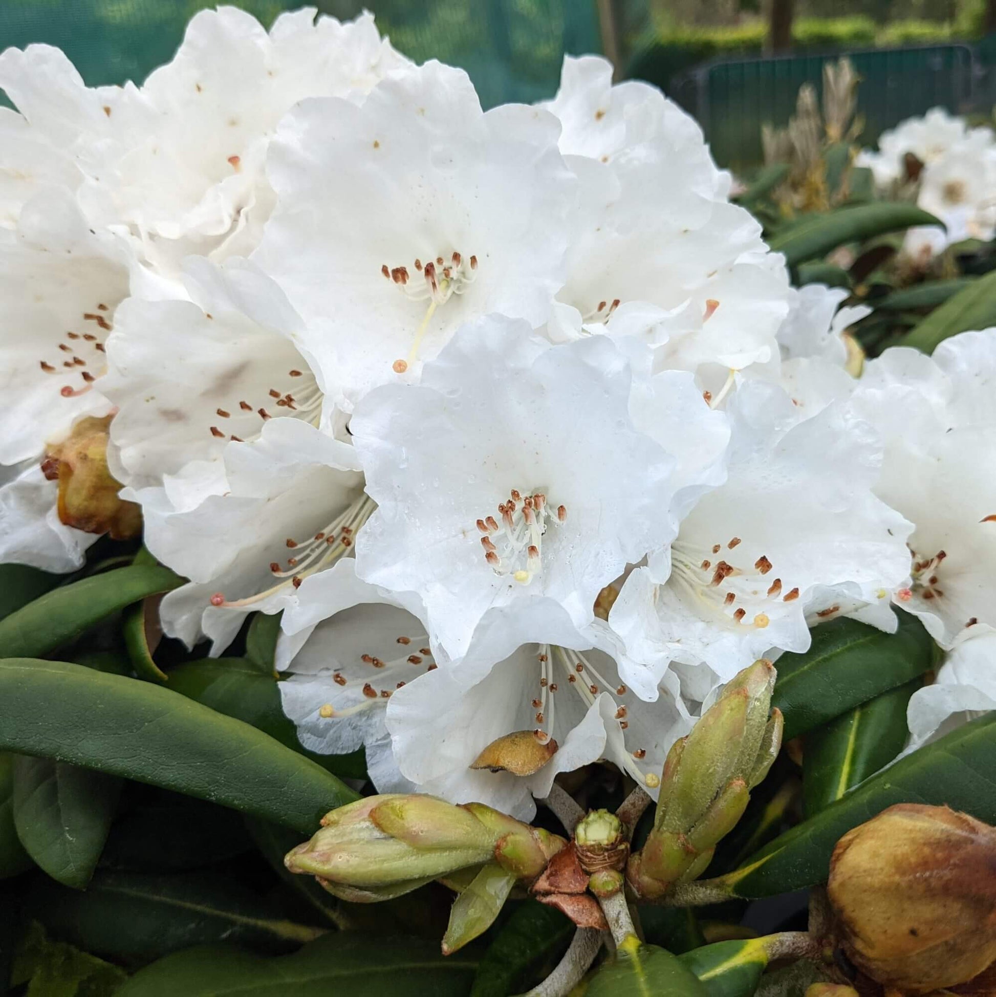 White Rhododendron Seeds - Flower Plant
