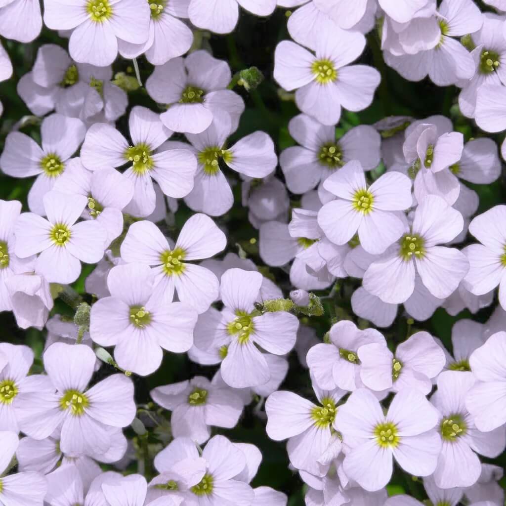 White Rock Cascade Aubrieta Seeds 