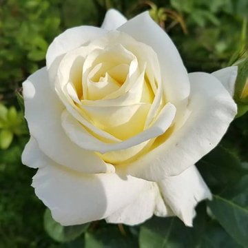 White Rose Seeds