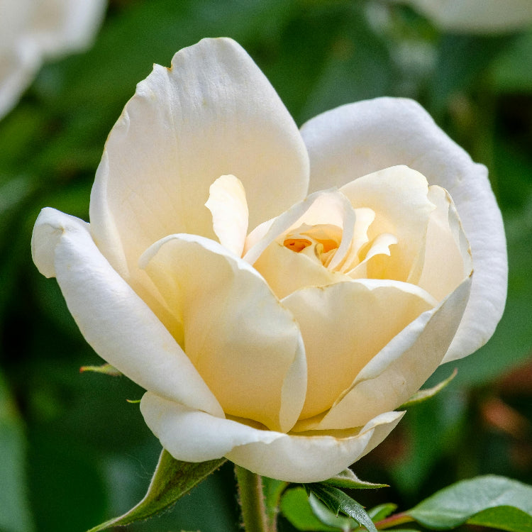 White Rose Seeds