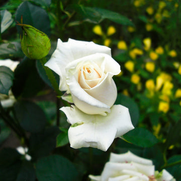 White Rose Seeds