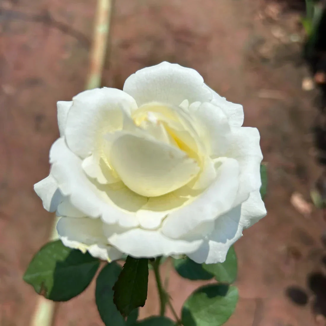 White Rose Seeds
