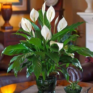 White Sail Plant Seeds