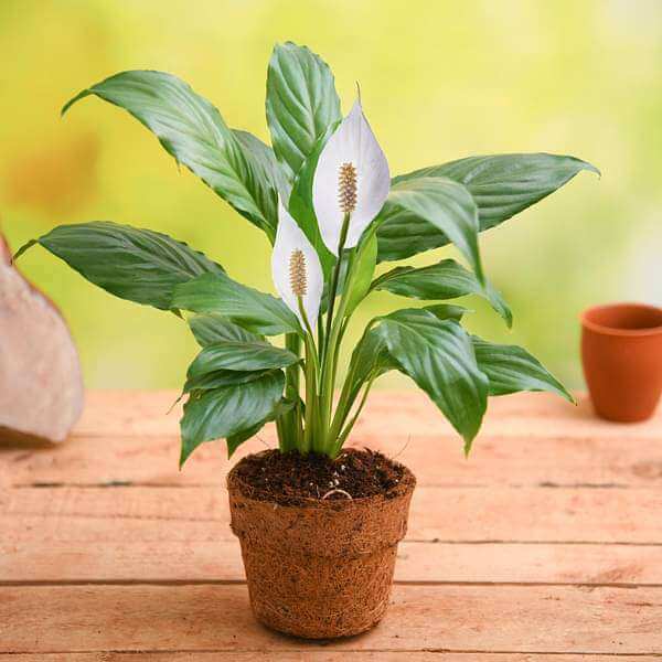 White Sail Plant Seeds