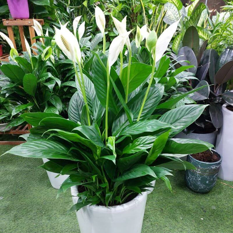 White Sail Plant Seeds