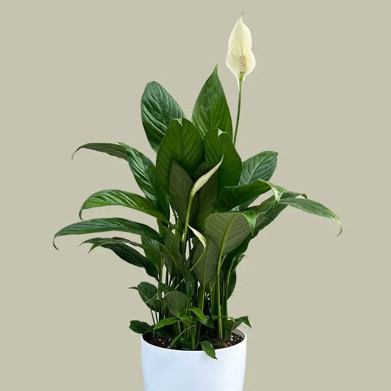 White Sail Plant Seeds