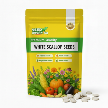 White Scallop Seeds