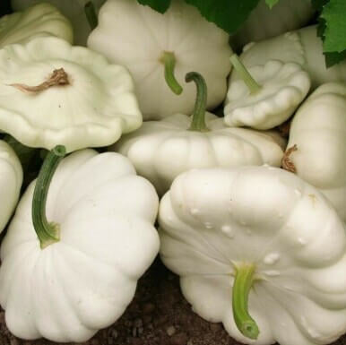 White Scallop Seeds