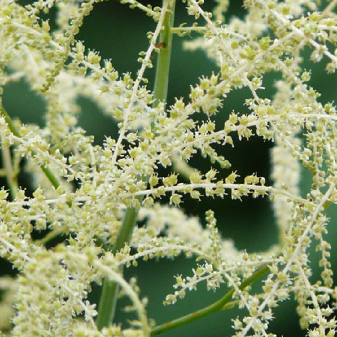 White Seasonal Aruncus Dioicus Seeds 