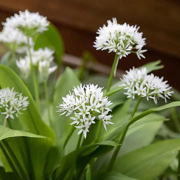 White Society Garlic Seeds - Herbal Plant