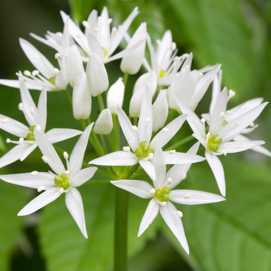 White Society Garlic Seeds - Herbal Plant