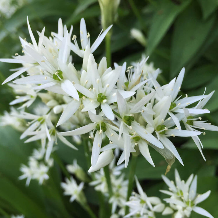 White Society Garlic Seeds - Herbal Plant